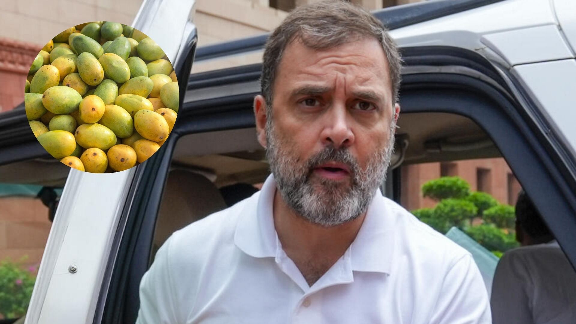 <div class="paragraphs"><p>Rahul Gandhi is seen in this image with an inset picture showing mangoes.</p></div>